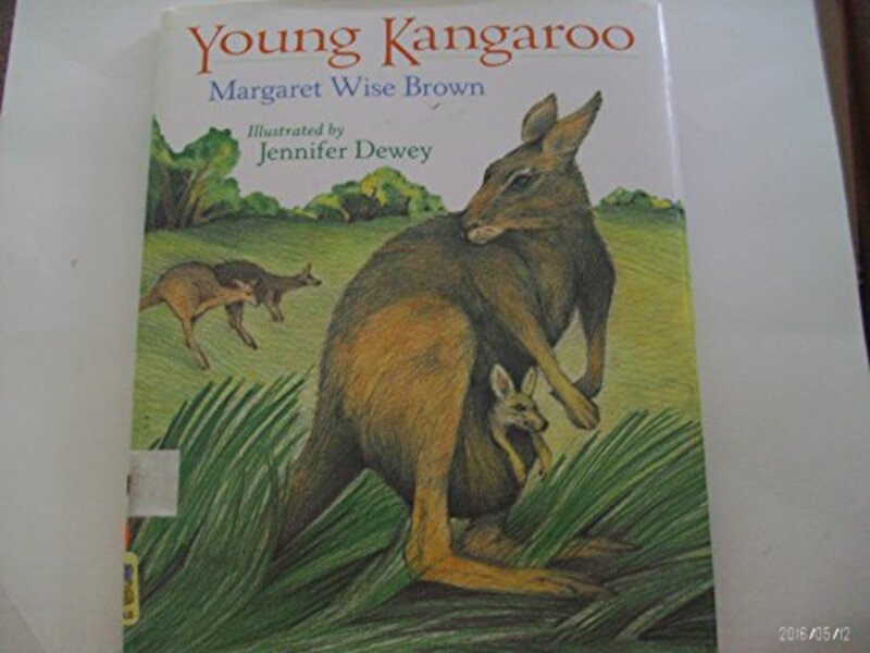 Book cover for "Young Kangaroo" by Margaret Wise Brown