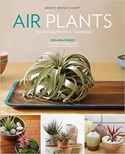 Book cover for "Air Plants" by Zenaida Sengo