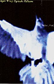 Book cover for "Angel Wing Splash Pattern" by Richard Van Camp