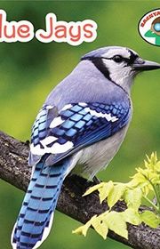 Book cover for "Blue Jays"